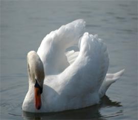 Cygne