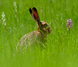 Lapin de Garenne