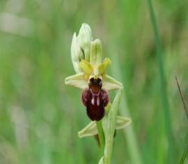 Ophrys sphegodes