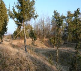 Pelouse calcicole I < Chermizy < Aisne < Picardie