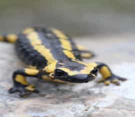 SALAMANDRE TACHETEE