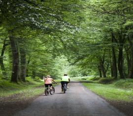 Velo en forêt de Saint Gobain