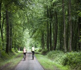 Velo en forêt de Saint Gobain