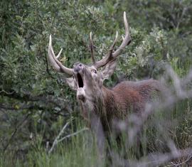 Brame du cerf < Aisne